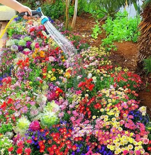 "Bloom & Grow Flower Seed Pack (100 Seeds) with Free Growth Supplement"